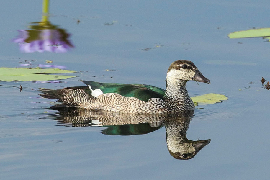 image Green Pygmy-Goose